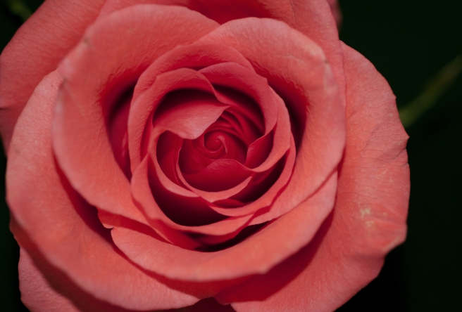 rose_flower